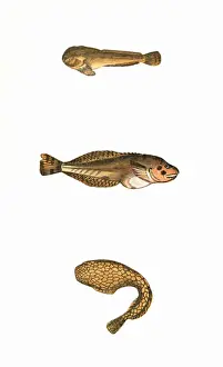 Reticulatus Prints: Montagus Sucker and Network Sucker