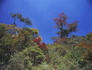 Montane Prints: Montane rainforest canopy