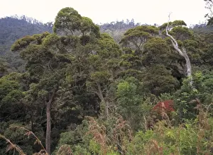 Montane rainforest canopy, Sri Lanka