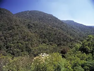 Montane rainforest canopy, Sri Lanka