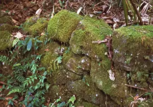 Knuckles Prints: Montane rainforest, Sri Lanka