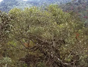 Montane rainforest, Sri Lanka