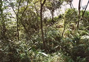 Montane rainforest, Sri Lanka