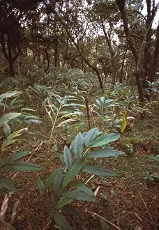 Montane rainforest, Sri Lanka