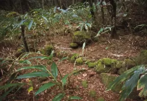 Montane rainforest, Sri Lanka