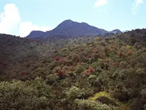 Montane rainforest, Sri Lanka