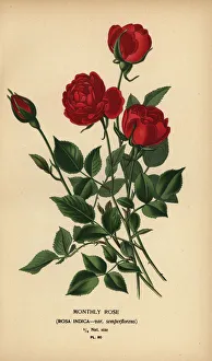 Horticulture Prints: Monthly rose, Rosa chinensis var. semperflorens