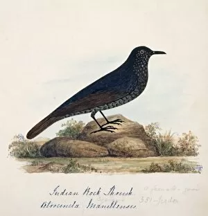 Margaret Bushby La Cockburn Collection: Monticola solitarius, blue rock thrush