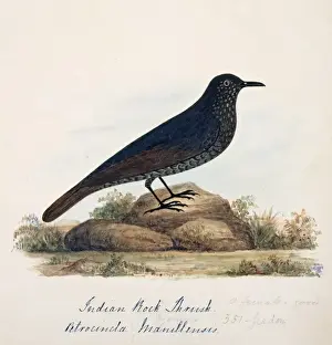 Throat Prints: Monticola solitarius, blue rock thrush