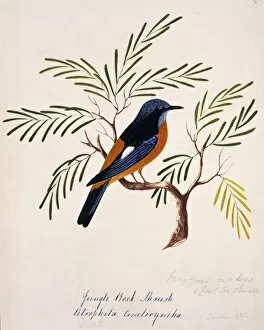 Margaret Bushby Lascelles Collection: Monticolar cinclorhynchus, blue-capped rock thrush