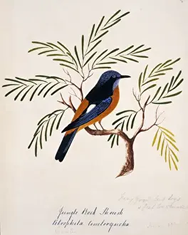 Monticolar cinclorhynchus, blue-capped rock thrush