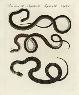 Communis Prints: Montpelier, Aesculapian and four-lined snakes