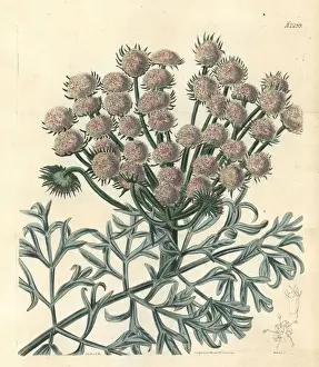 Moon carrot, Seseli gummiferum