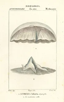 Medusa Prints: Moon jellyfish, Aurelia labiata