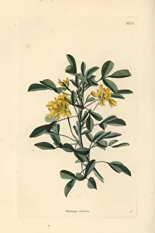 Moon trefoil or shrub medick, Medicago arborea
