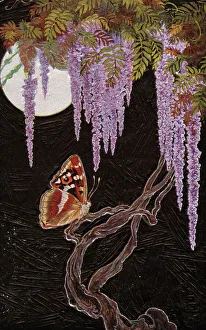 A moonlight butterfly on Wisteria