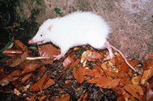 Rats Gallery: MOONRAT