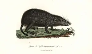 Stamford Prints: Moonrat, Echinosorex gymnura