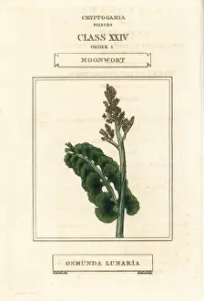 Duppa Prints: Moonwort, Botrychium lunaria