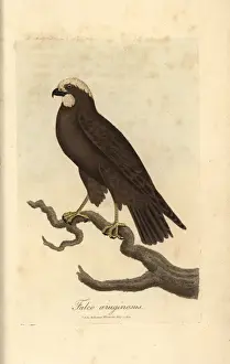 Falco Prints: Moor buzzard, Falco aeruginosus, marsh harrier