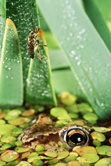 Rana Gallery: Moor FROG - watching beetle (Donacia sp)