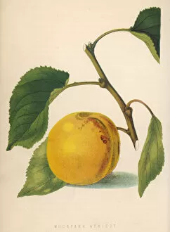 Moor Park Apricot