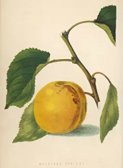 Apricot Prints: Moor Park Apricot