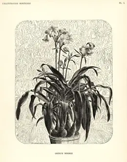 Moores crinum, Crinum moorei