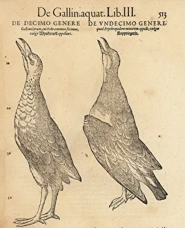 Cambier Prints: Moorhen and collared pratincole