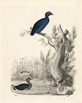 Moorhen and purple swamphen