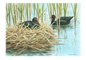 Parry Prints: Moorhens