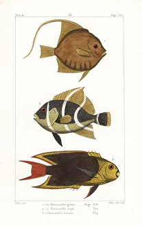 Idol Collection: Moorish idol, grey angelfish, and rock beauty