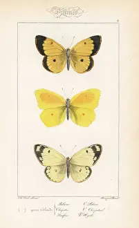 Clouded Prints: Moorland clouded yellow, cleopatra and pale clouded yellow