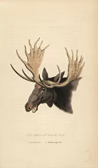Moose, Alces alces