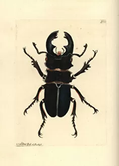 Alces Gallery: Moose beetle, Odontolabis alces