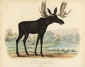 Moose or elk, Alces alces