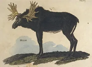 Moose Prints: Moose (Elk) / Brightly