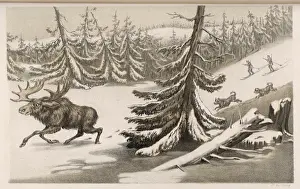 Moose / Elk Sweden 1855