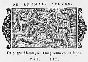 Moose / Elk & Wolves 1555