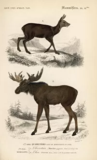 Moschus Collection: Moose or Eurasian elk, Alces alces, and royal