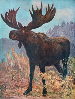 Alces Gallery: Moose(Elk) / Cuthbert Swan