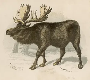 Moose(Elk) / Scrap / Brittan