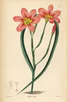 Weddell Collection: Moraea collina