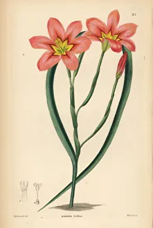 Shrubbery Gallery: Moraea collina