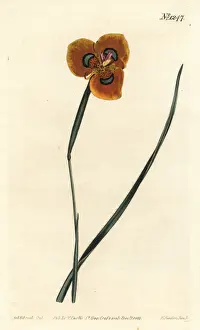 Moraea tulbaghensis