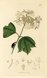 Larva Prints: Mordellochroa abdominalis beetle on a guelder rose