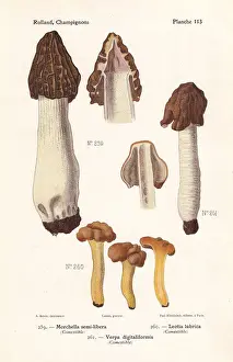 Fungus Prints: Morel and jelly baby mushrooms