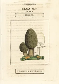 Morel mushroom, Morchella esculenta Morel mushroom, Morchella esculenta