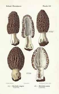 Mushroom Collection: Morel mushrooms