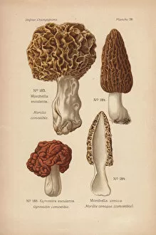 Mushroom Collection: Morel mushrooms: Morchella esculenta, M conica